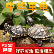 中华草龟包活精品草龟 2-4厘米0.56元