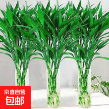 20点：广州发货水培植物好养懒人节节高供佛办公室内礼物七夕 富贵竹60cm5支6.99元（买一送一，合3.5元/件）