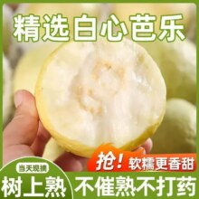 25年头茬牛奶白心芭乐 精品装单果120g+ 5斤带箱 净重4.5斤11.5元
