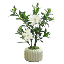 八芽小叶栀子花盆栽开花植物室内桌面茶几好养花卉绿植办公室净化空气 小叶栀子花-陶瓷竖纹盆 带盆栽好6.7元