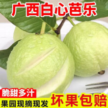 鲜宝道广西奶油白心芭乐软心软糯新鲜孕妇水果番石榴硬脆甜 2斤中果150克净重1.5斤15.9元