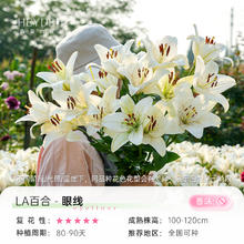 海蒂的花园 百合种球重瓣香水切花品种庭院阳台球根植物3球4.24元