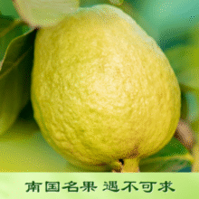脆软两吃甜蜜加倍！京鲜生 树熟软糯奶油芭乐 净重2.5斤装/单果150g+￥19.90