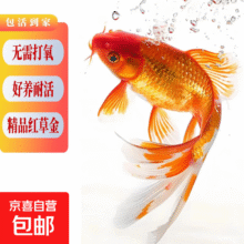 招财宠物鱼 金鱼3条装2.9元