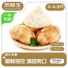 京鲜生 湖北新鲜现挖凉薯 净重3斤 单果200g+ 新鲜水果 源头直发 现挖凉薯200g+ 3斤装券后6.9元