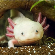 六角恐龙鱼稀罕冷门小宠物观赏鱼  粉白+黄金各1条 【龙宝宝】4-7CM6.9元