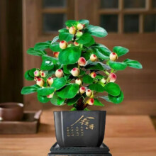 小盼菩提树盆栽老桩带果 四季观果叶植物5.71元+27淘金币