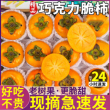 粤迎广西恭城脆甜脆柿柿子时令糖心柿黄甜脆柿子整箱巧克力脆皮柿子 5斤精选果【脆甜好吃】净4.5斤199元 (月销1000+)