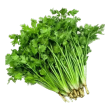 香菜种子 3包 1500粒1元