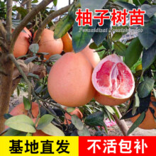 君扬 树苗 三红蜜柚两年苗 50-60CM高5.8元包邮