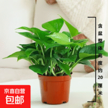 绿萝盆栽带精致南瓜储水盆吸甲醛净绿萝+原盆原土2.49元