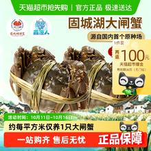 88VIP会员：鑫渔人 现货固城湖大闸蟹全母蟹8只116.6元
