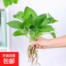 【花瓶】懒人水培绿植九里香绿萝文竹室内易养净化空气花卉盆栽 绿萝5颗【不含盆】土培水培皆可10-15cm4.5元