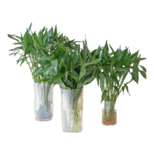 【富贵竹】花店同款西双版纳优质竹子遇水生根鲜花送礼物七夕节日 富贵竹2枝【长度约60cm】1元