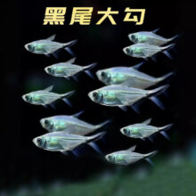黑尾大勾  14条4.5元