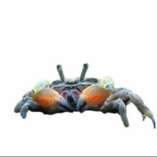 泽驭名宠   迷你蟹辣椒蟹宠物鱼缸观赏蟹  白爪8只+红爪8只 包活14只9.91元