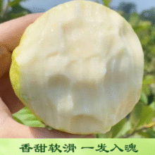 脆软两吃，甜蜜加倍！京鲜生 树熟软糯奶油芭乐 净重4.5斤装单果150g+￥35.80 9.0折