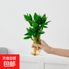 【绿萝】懒人水培绿植九里香绿萝文竹室内易养净化空气花卉盆栽 荷花竹3颗【不含盆】土培水培皆可10-15cm8.9元