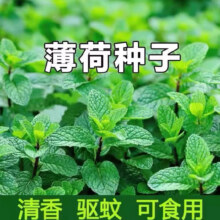 食用薄荷种子 3包 900粒1元