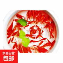 中国红冷水淡水观赏鱼锦鲤鱼活鱼金鱼小型好养红鲤鱼纯种小锦鲤 4-6CM红草金一条