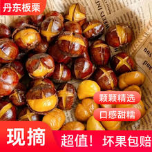 加 丹东 糯甜板栗 2斤 送栗爪5元