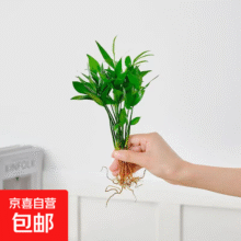 【文竹】懒人水培绿植九里香绿萝文竹室内易养净化空气花卉盆栽 竹柏5颗【不含盆】土培水培皆可10-15cm7.5元