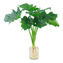 20点: 春羽盆栽水培吸甲醛植物 春羽15-20cm【1棵】+营养液