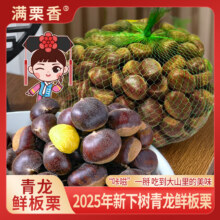 出口品质，满栗香 2025新下树新鲜青龙板栗 2.5斤