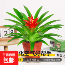 鸿运当头盆栽大盆适合客厅摆放的花家养花卉植物室内花好养活四季 鸿运当头【简易盆】+营养液 含盆2.57元