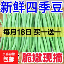 高山四季豆新鲜应季蔬菜豆角豆青现摘现发炒熟食用京东物流 带箱1斤1.99元（需领券）微信小程序支付