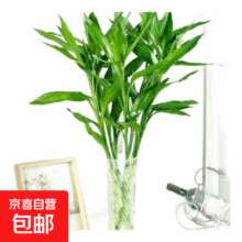 【富贵竹】水培节节高室内绿植客厅招财植物鲜花卉好养常绿七夕 绿色水培富贵竹60cm10枝7.98元（需领券，合3.99元/件）