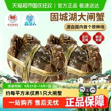 88VIP会员：鑫渔人 江苏南京固城湖大闸蟹 全母蟹 精品8只(2.3-2.5两)