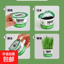 猫草盆栽种籽育苗盘 小麦草种子幼猫咪零食 懒人泡面猫草*1罐0.9元（需领券）
