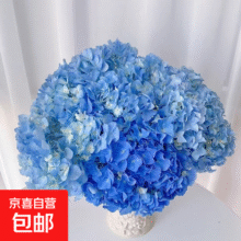 绣球花鲜花送女友礼物真花水培基地直发办公室客厅插花 蓝色绣球3支11.9元 (券后省8)
