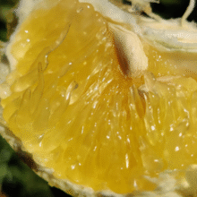 甜嫩爆汁！Dole 都乐 黄金爆汁葡萄柚 5斤整箱（8-12粒/单果200g+）