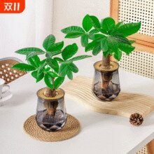 让你的工位散发“财味”！水培发财树绿植盆栽*2盆