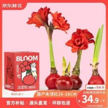 京东鲜花 鸿运顶红朱顶红礼盒版 26-28cm