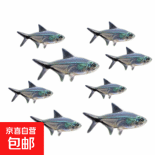 黑尾大勾 2cm黑尾大勾7条 送3条备损 到手十条1.9元（0.19元/条）