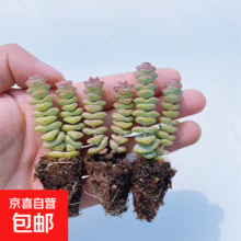 再降价：招财进宝多肉钱串吸财树桃蛋吹雪之松锦精选系列好养基地直发 钱串2头【3颗】2.99元