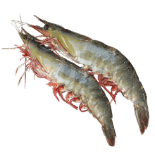 海赋 国产青岛大虾 大号白虾30/40规格 净重3斤 生鲜虾类-源头直发187.6元（合62.53元/件）