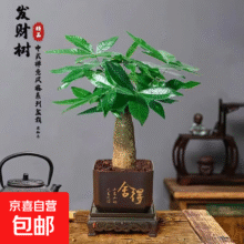 发财树盆栽室内植物客厅办公室吸甲醛好养 单杆发财树+塑料四方舍得盆+小方底座 花盆直径约8cm3.25元（需领券）