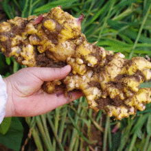新鲜现挖贵州小黄姜生姜高山老姜土姜月子姜小黄姜先发 净重 5斤9.9元（需领券）