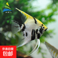神仙鱼燕鱼小型热带鱼活体秘鲁熊猫神仙红头三色白神仙七彩神仙鱼 3-4cm熊猫神仙2条5.9元