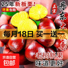 丹东新板栗 25年新下树 2斤 送栗爪