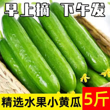 京喜加 新鲜水果黄瓜现摘现发 水果黄瓜 500g0.95元