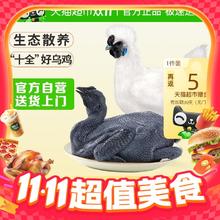 今日必买、88VIP：温氏 天露乌骨鸡 1000g