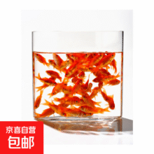 金鱼草金鱼观赏鱼冷水好养耐活小鱼苗锦鲤 5-7cm 红草金买3条送3条（加备损）