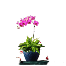 绿韵花田【两小时达】蝴蝶兰盆栽带花苞花剑花盆真花兰花送长辈生日开业 1株紫色（瓷盆随机）178.2元 (券后省0.9)