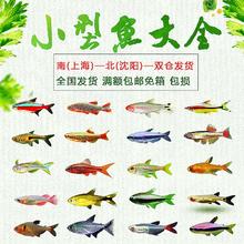 趣鱼景 热带观赏活鱼 七彩斑马8送2备损4.38元