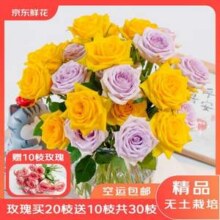 京东鲜花 玫瑰花鲜切花 20枝 送10枝